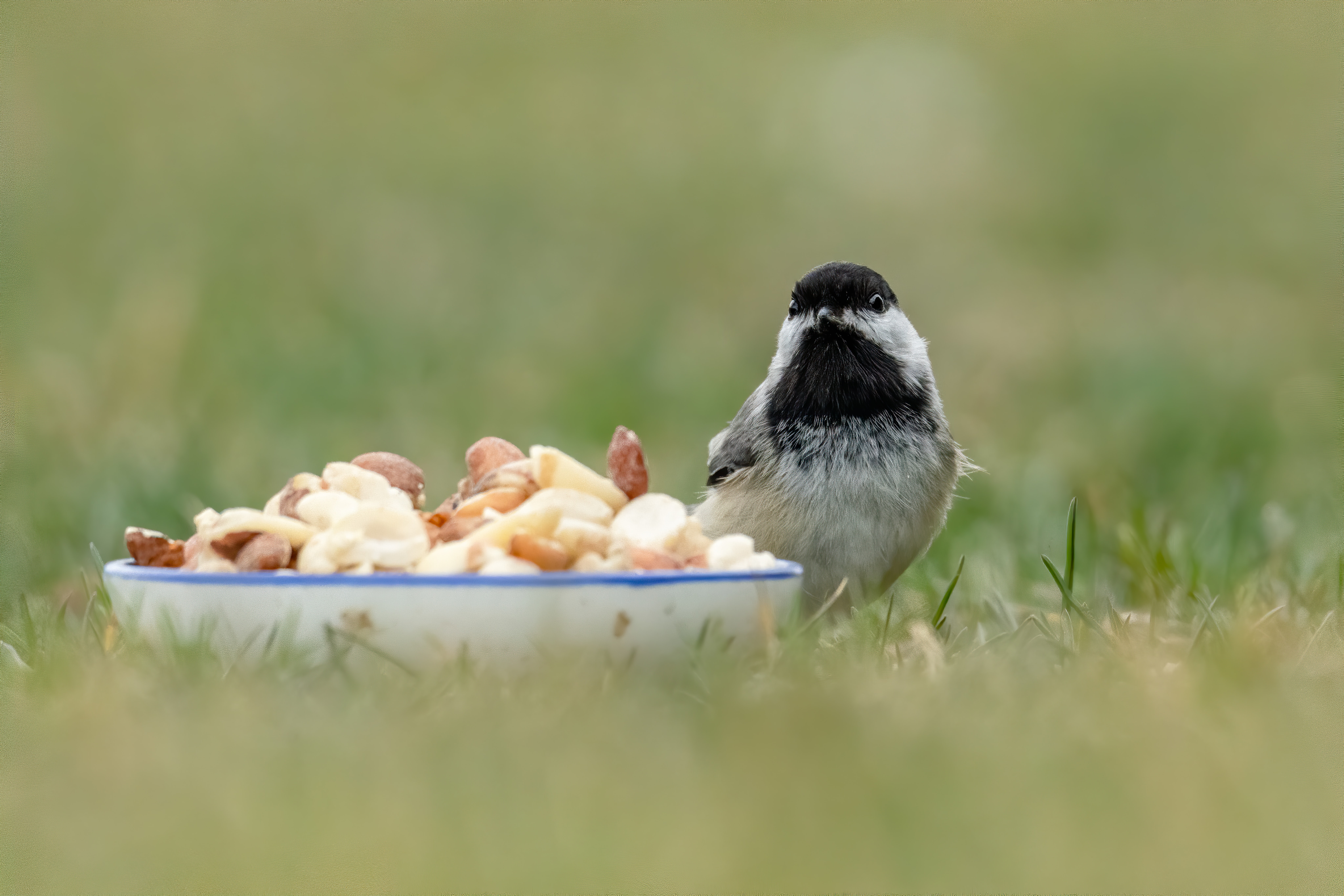 Wild birds don't need your backyard feeders to survive