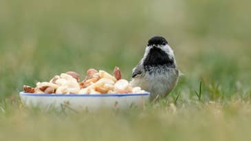 Wild birds don’t need your backyard feeders to survive