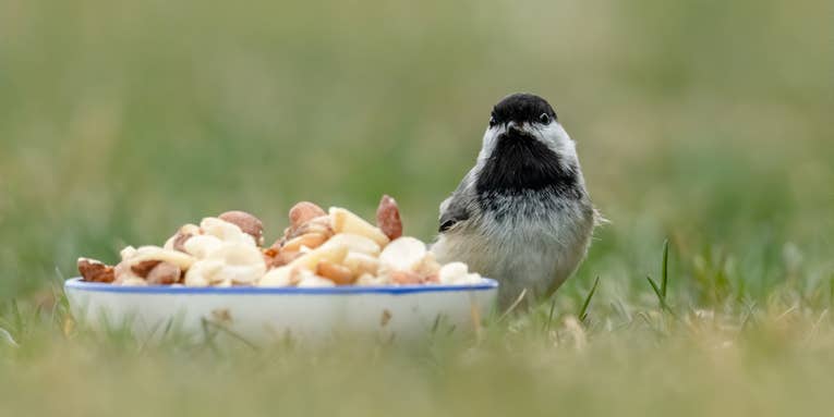 Wild birds don’t need your backyard feeders to survive