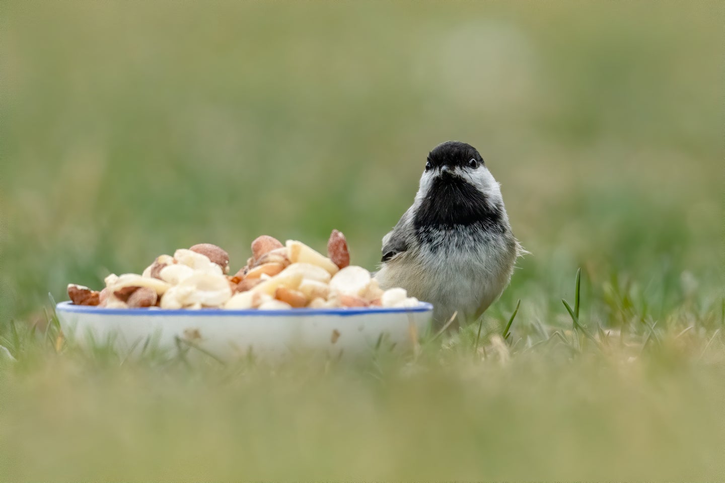 Small bird with bowl of bird food in a field.