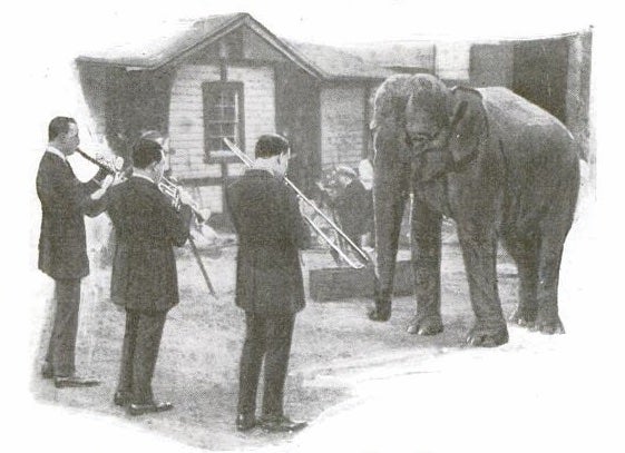 band-playing-for-elephants