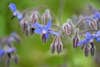 Borage, which has edible flowers.