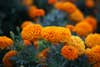 Marigolds, a type of edible flower.