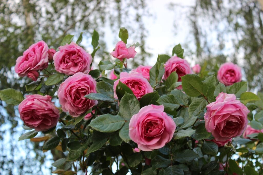 Un mazzo di rose rosa che crescono in un cespuglio di rose in giardino.