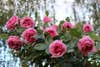 A bunch of pink roses growing on a rose bush in a garden.