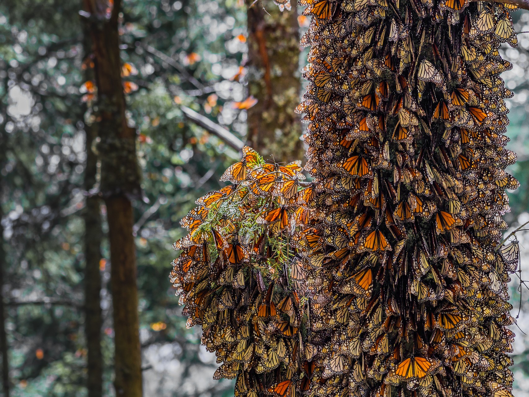 Monarch butterflies are beloved—and declining for this sad reason