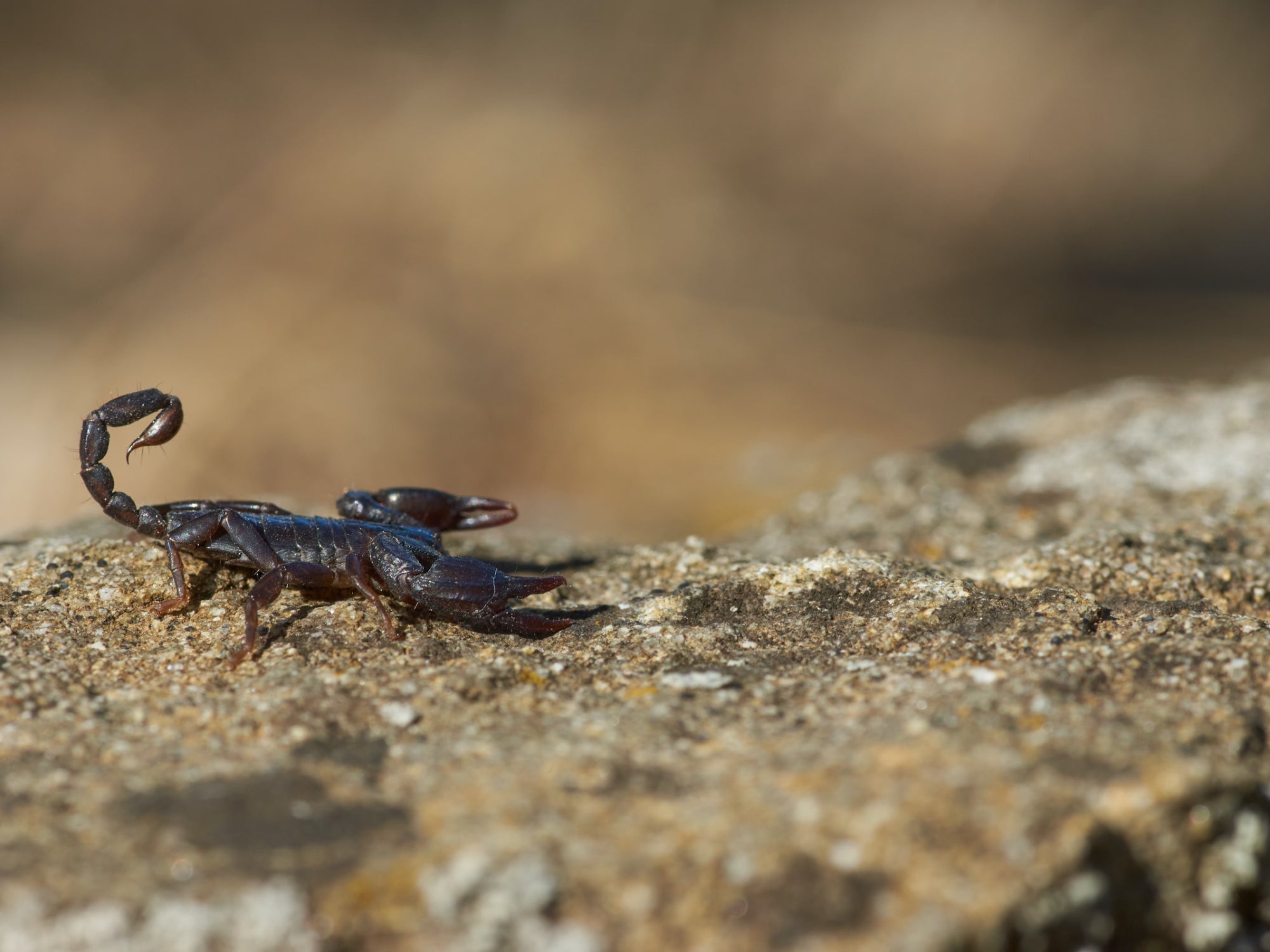 What to know when venturing into scorpion territory