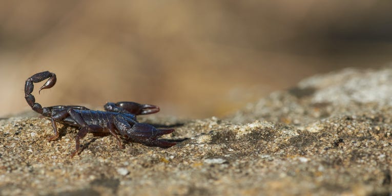 Everything you need to know about scorpion stings and venom