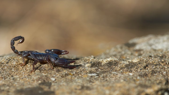A brown scorpion on a light brown rock during the daytime.