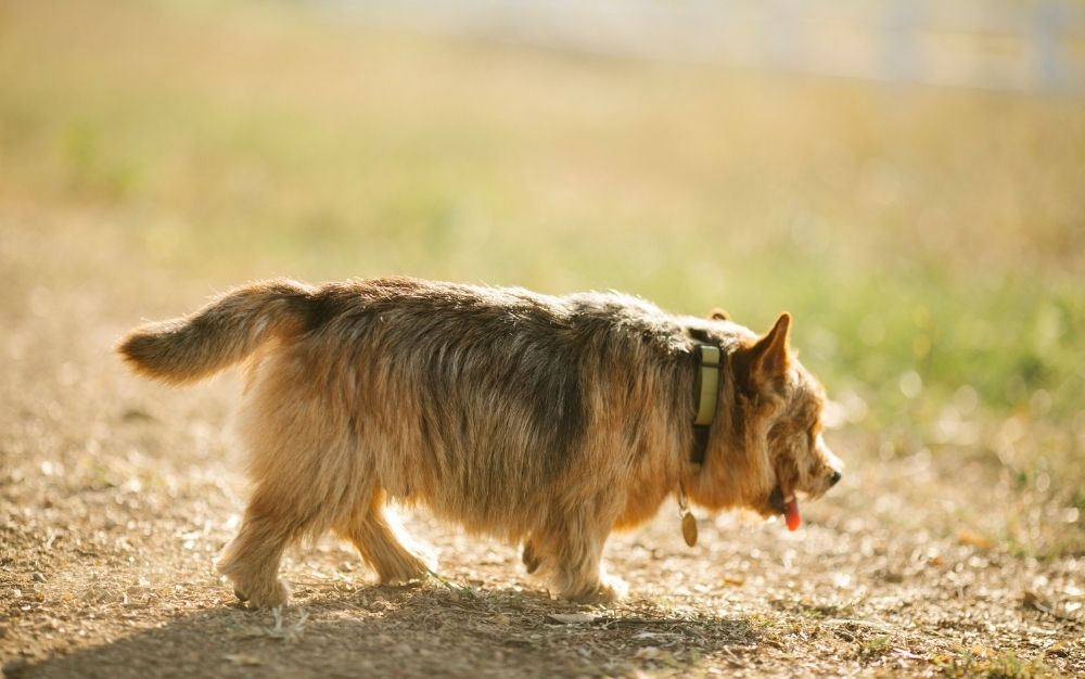 The best pet GPS trackers of 2023