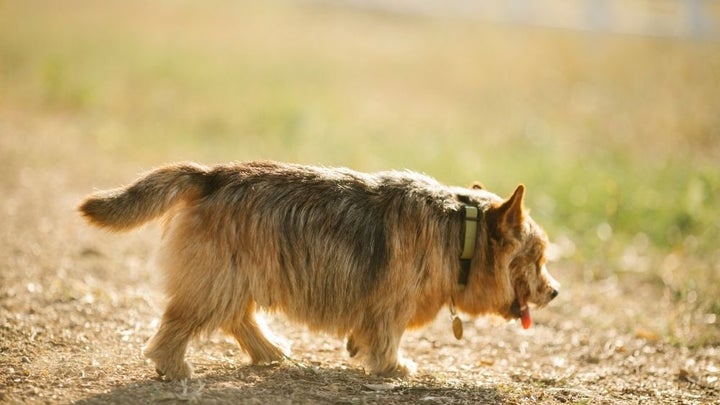 Keep tabs on your furry friends with the best pet GPS tracker.