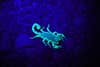 A scorpion glowing under ultraviolet light or a blacklight.