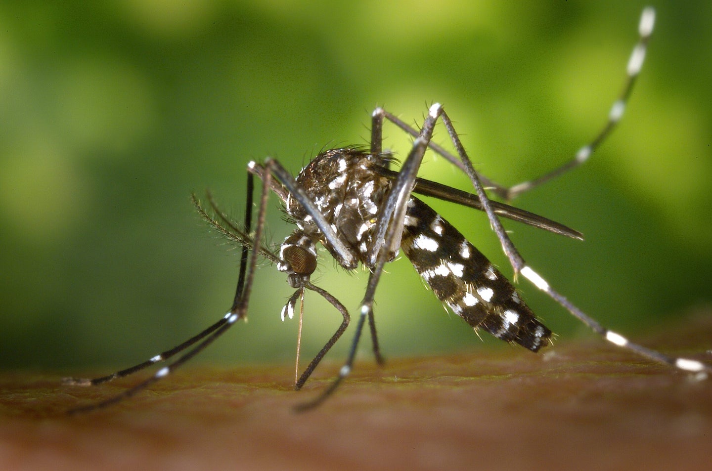 mosquito biting a human limb
