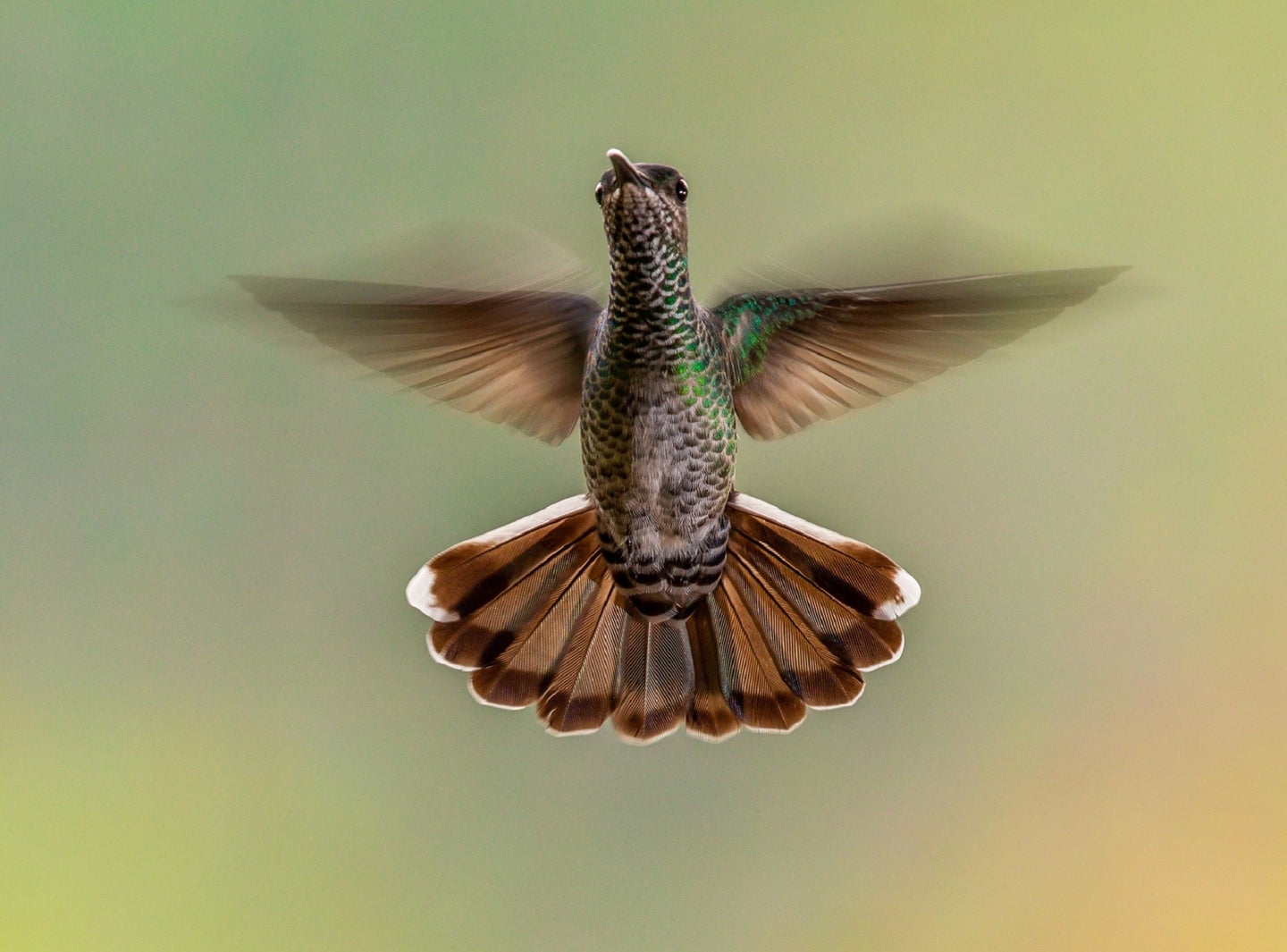 Green hummingbird hovering in the air