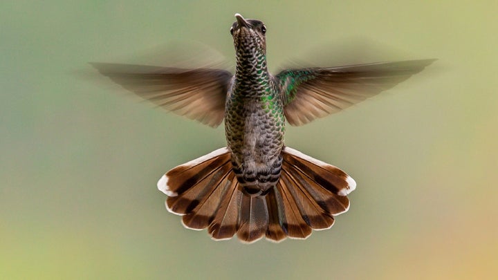 Green hummingbird hovering in the air