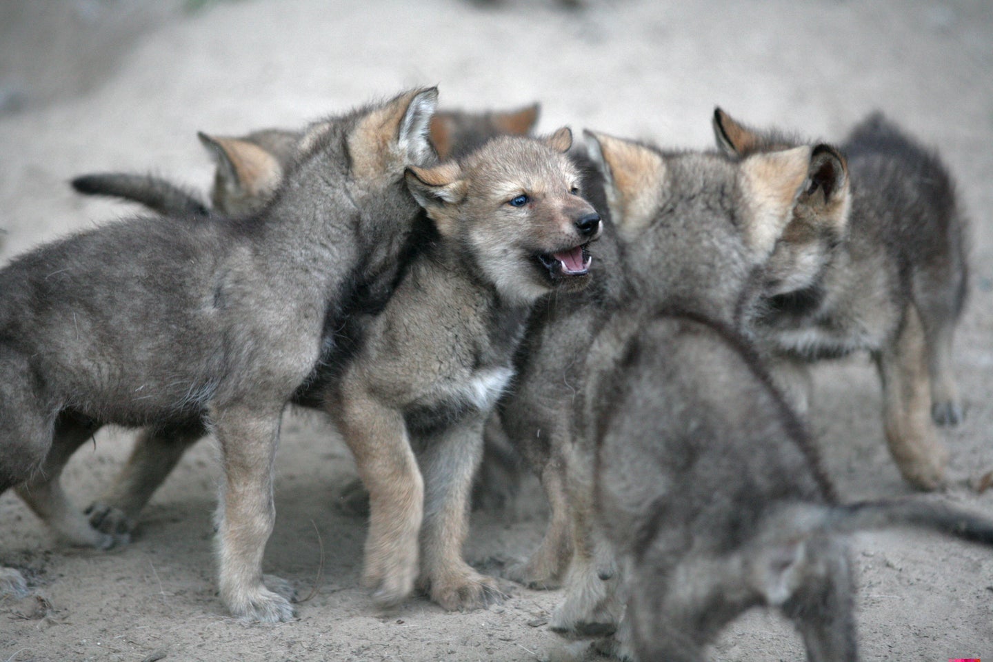 A pack of wolf puppies.