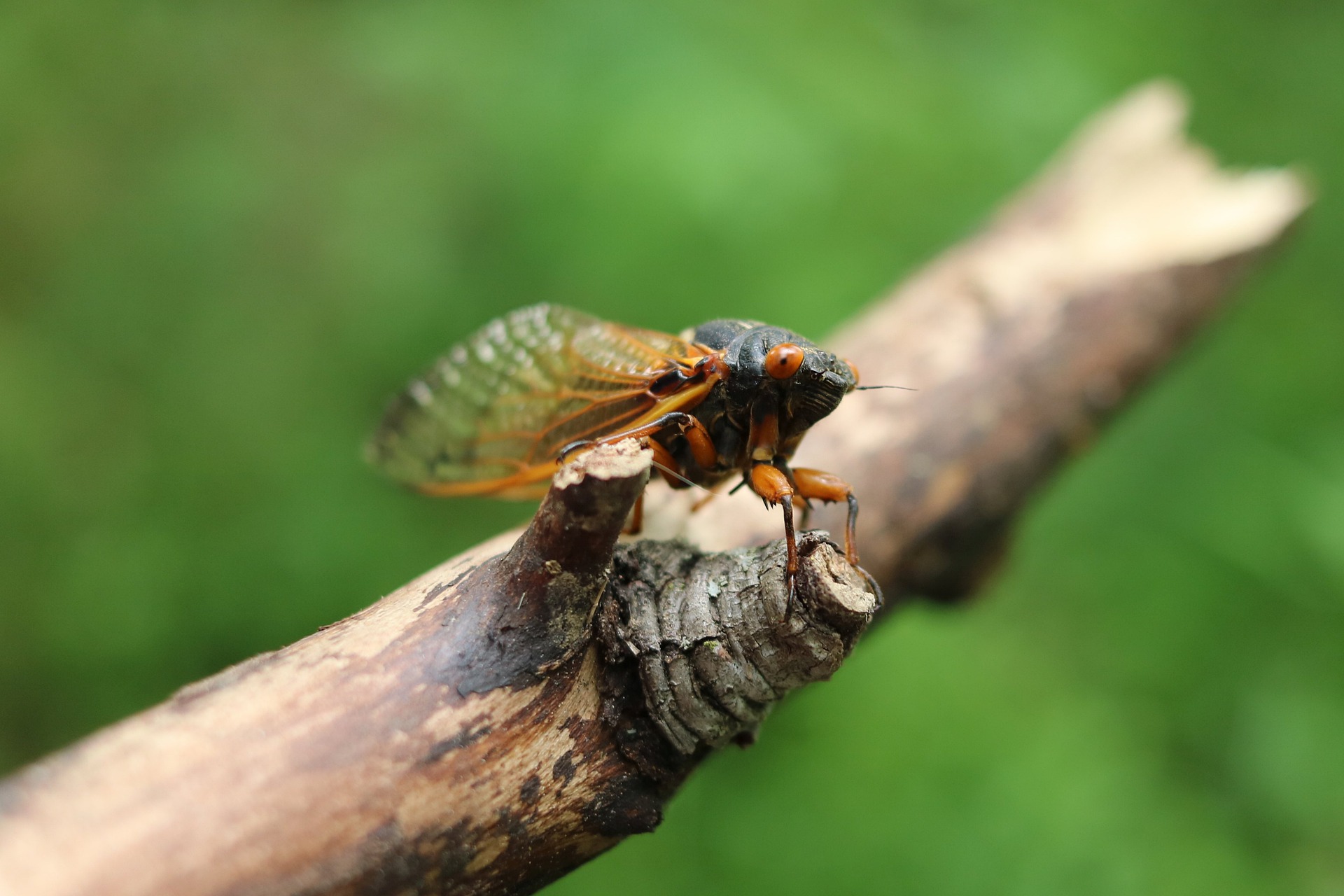 Baby Brood X cicadas are headed underground. What lies ahead is still a mystery.