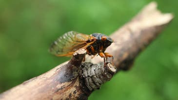 Baby Brood X cicadas are headed underground. What lies ahead is still a mystery.