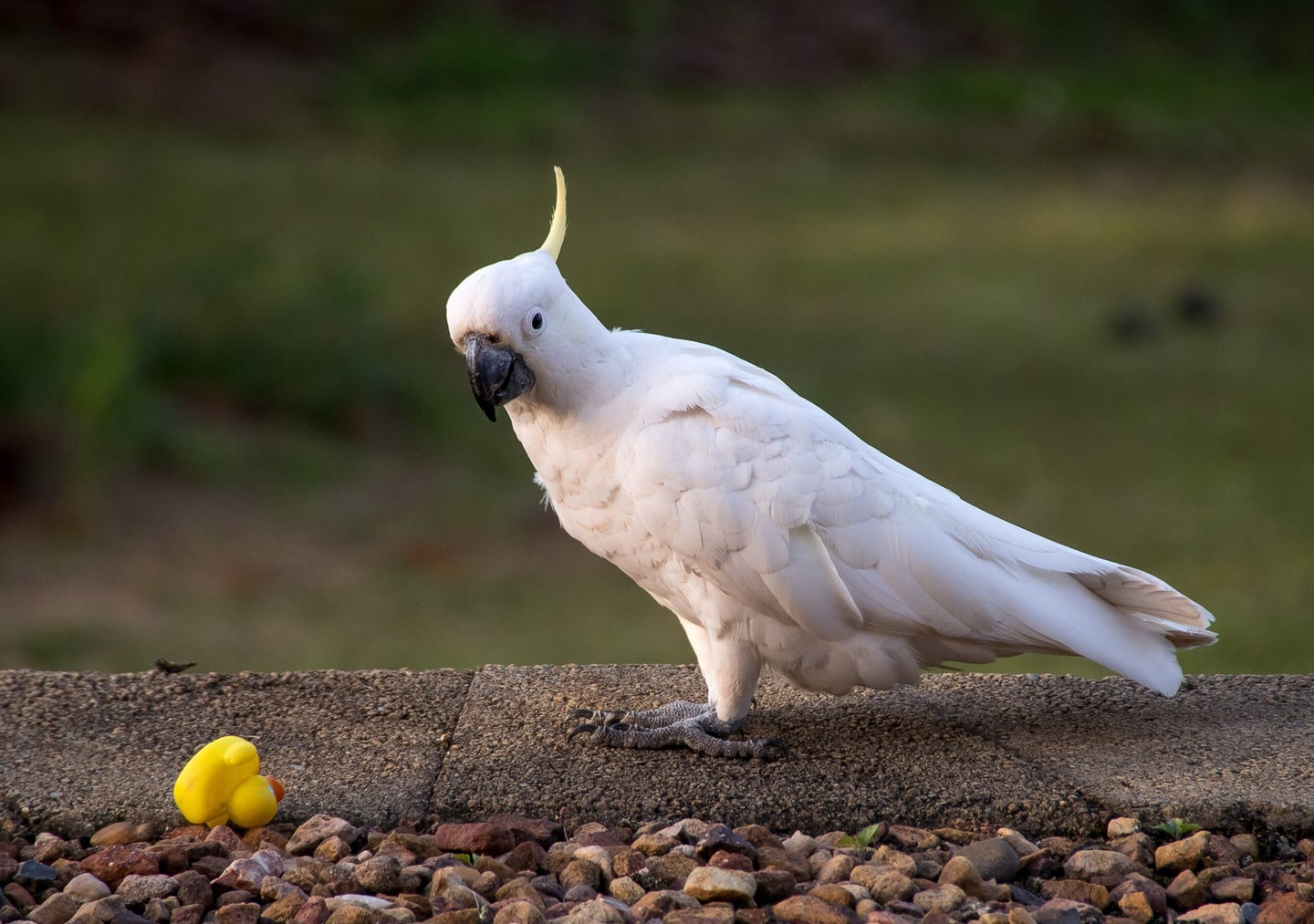 a sulfur-crested cockatoo perched on a wall