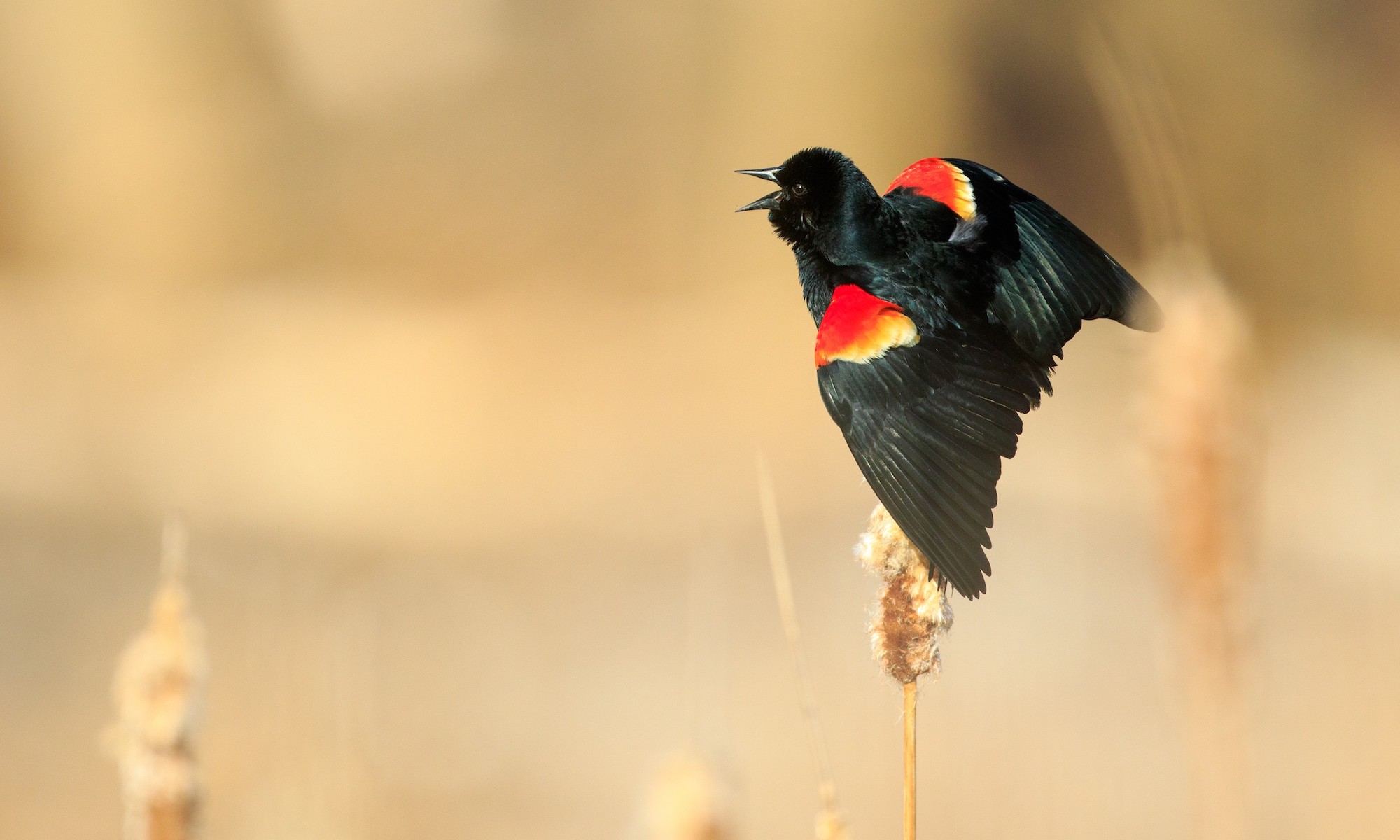 Red-winged blackbird singing.