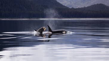 These killer whales go through menopause