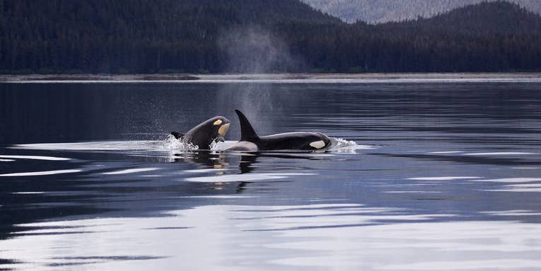 These killer whales go through menopause
