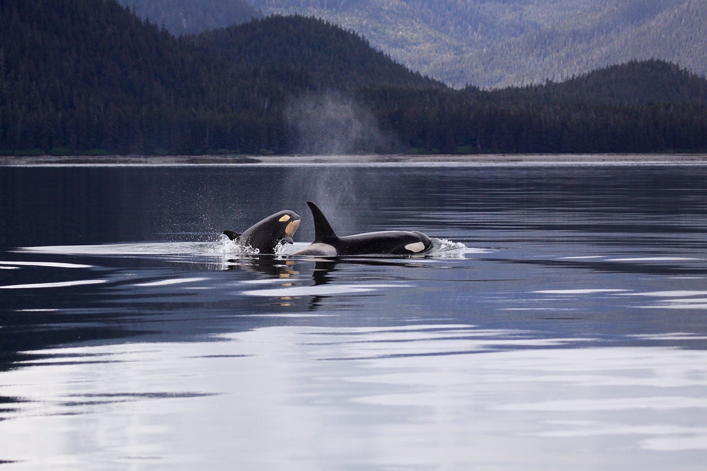 Mother and baby killer whale swimming in ocean with mountains in the background.
