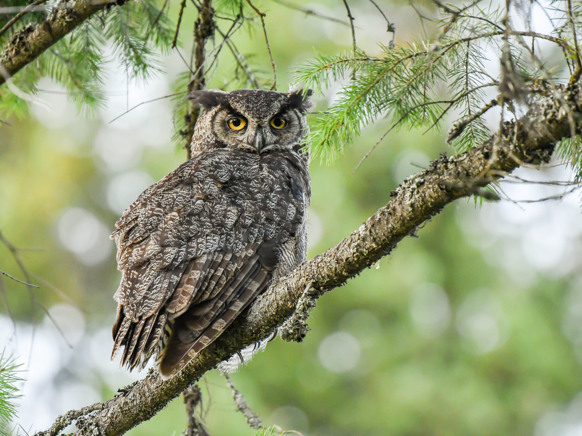 An owl sitting on the branch of an evergreen tree in the forest.
