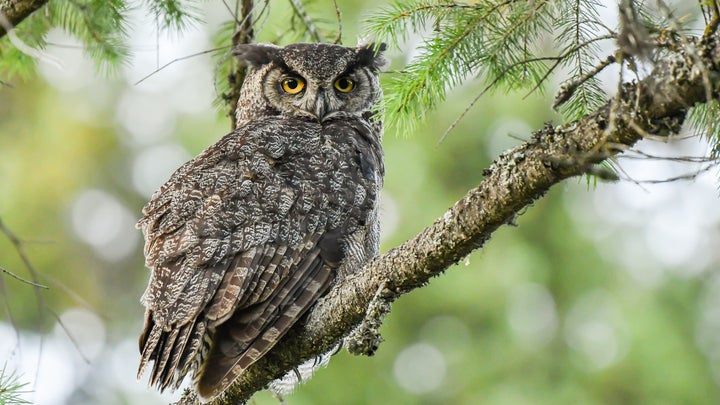 An owl sitting on the branch of an evergreen tree in the forest.