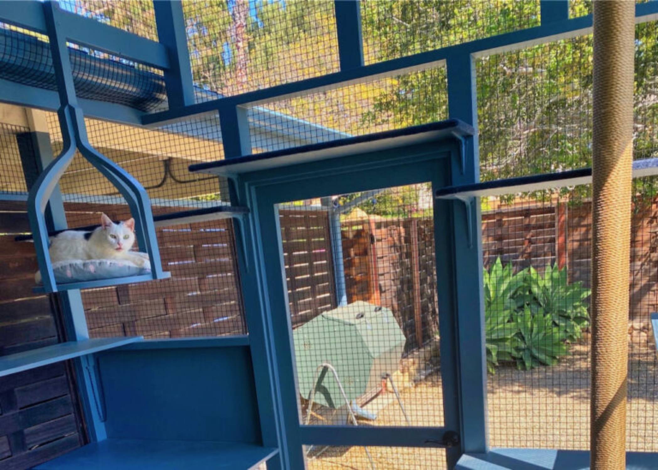 View from inside a catio with white cat on a swing