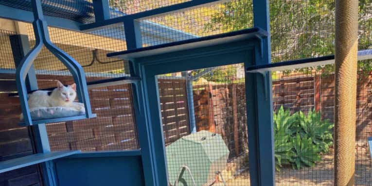 Tips to build the safest, most purr-fect catio for your feline overlord