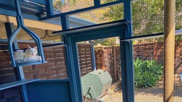 View from inside a catio with white cat on a swing