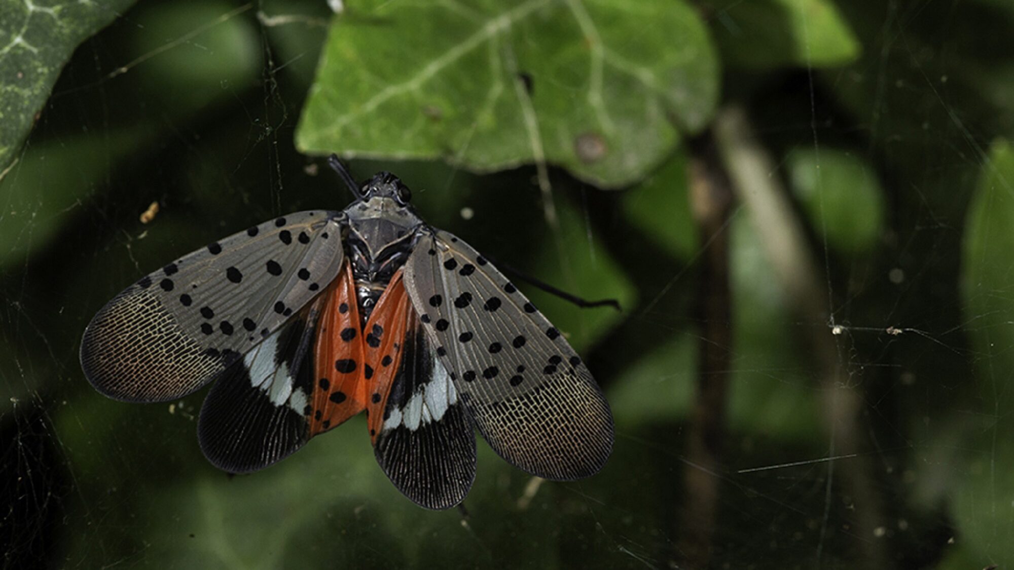 Spotted lanternfly adult on leaf