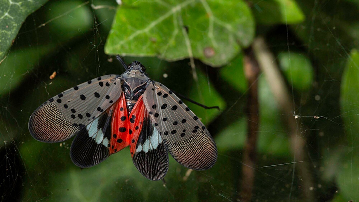 Spotted lanternfly adult on leaf