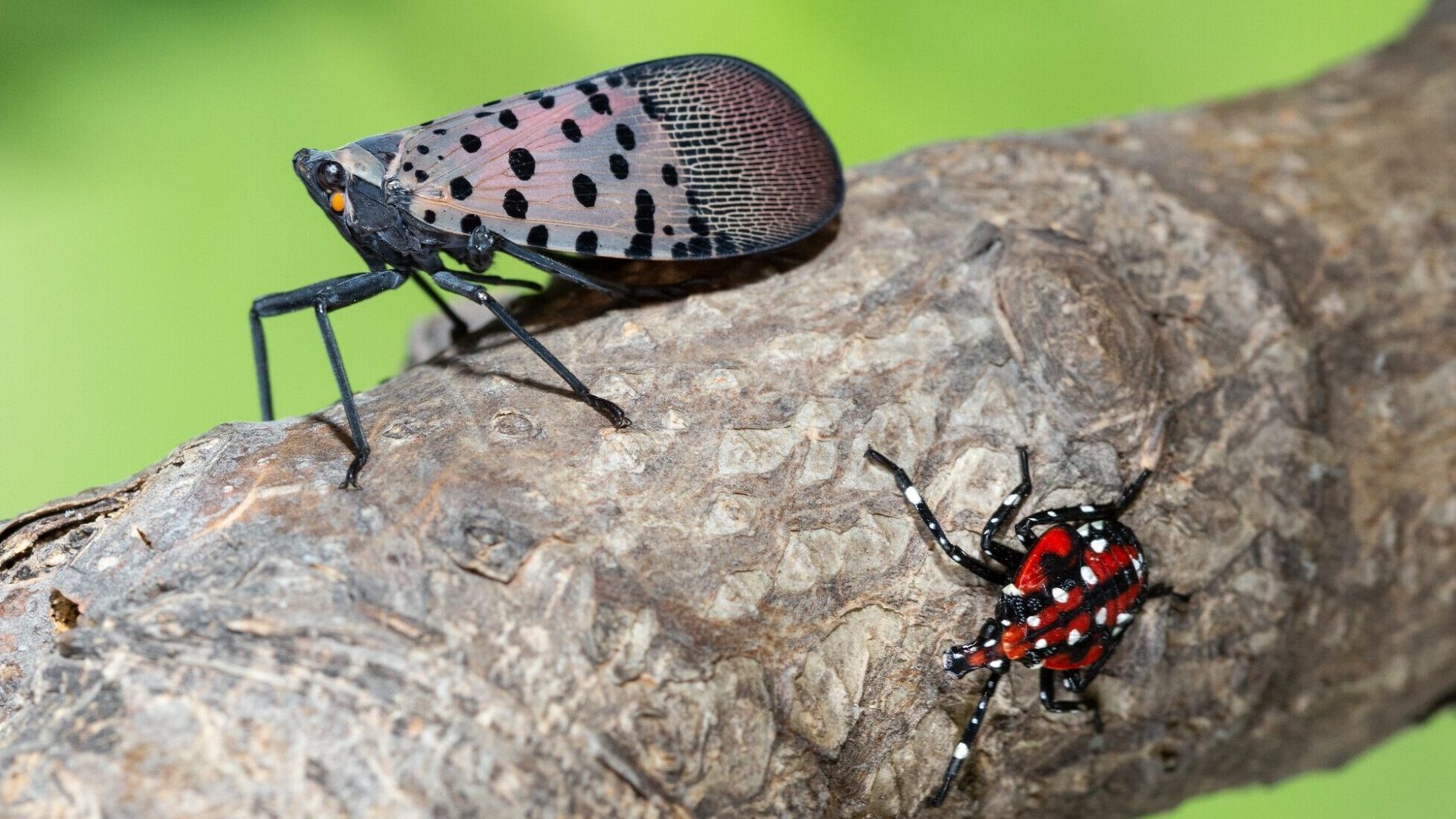 Everything you need to know about the spotted lanternfly invasion