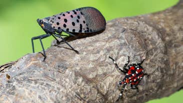 Everything you need to know about the spotted lanternfly invasion
