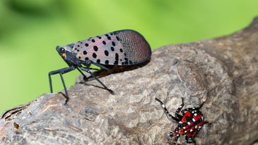 Spotted lanternfly adult and nymph on a tree branch