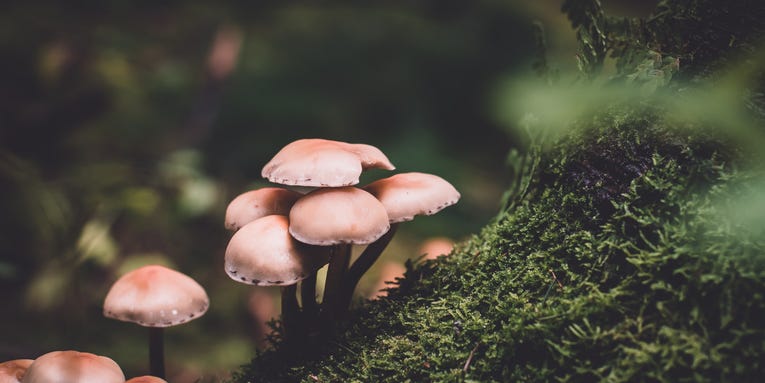 Grow your own mushrooms in a homemade terrarium