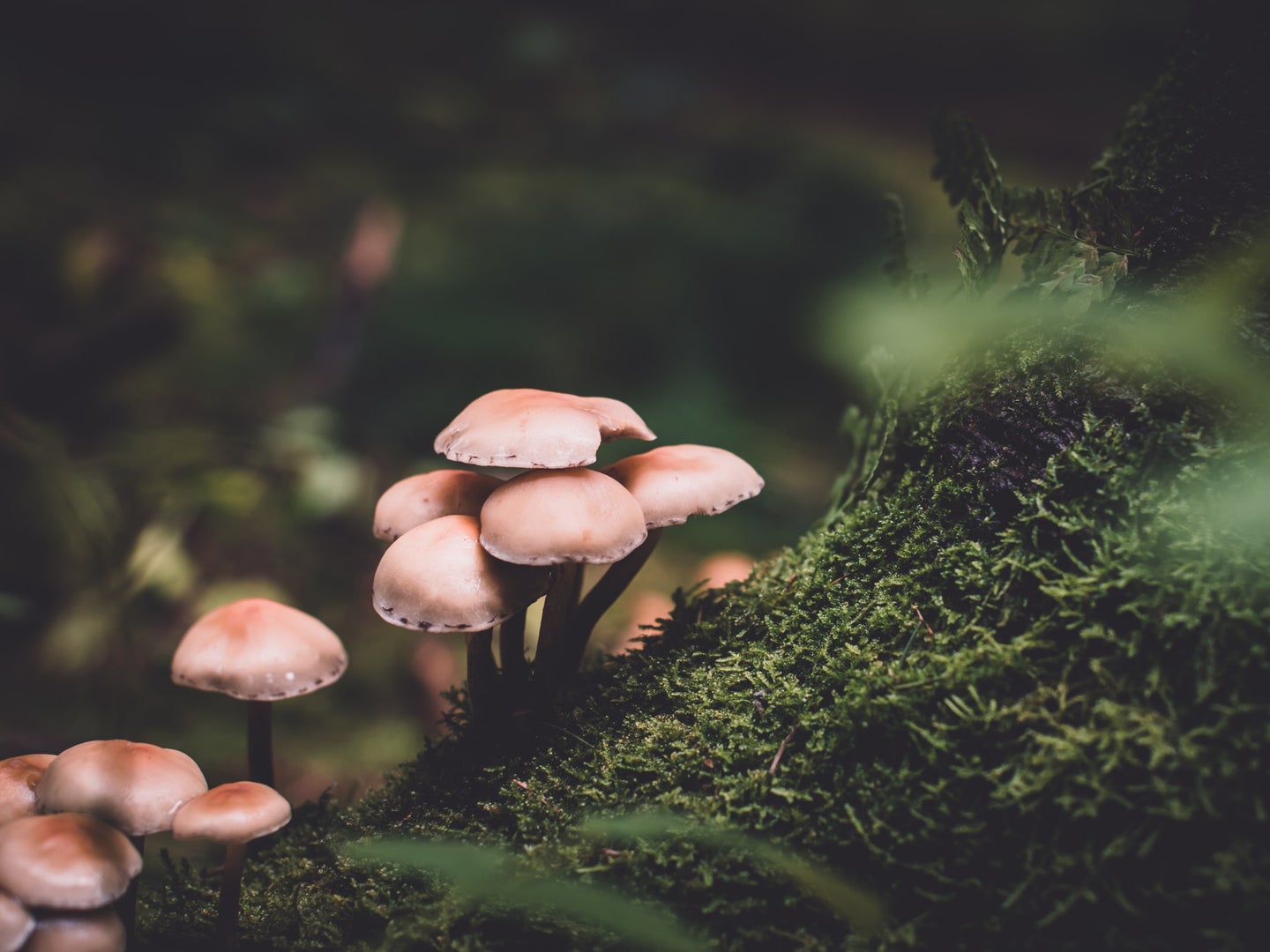 Brown mushrooms growing on a green, mossy surface.