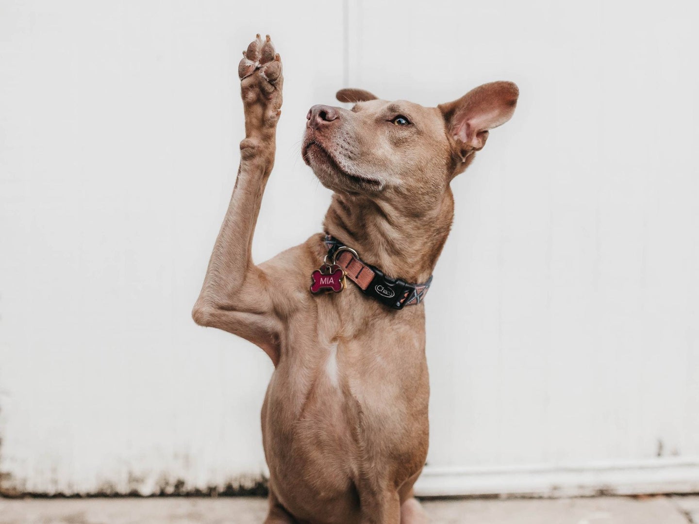Light brown dog rising its paw as in a greeting