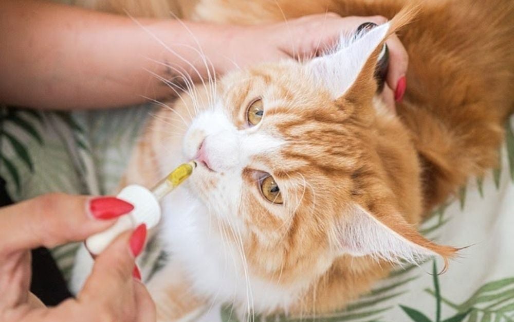 The Best Terpenes for Cats