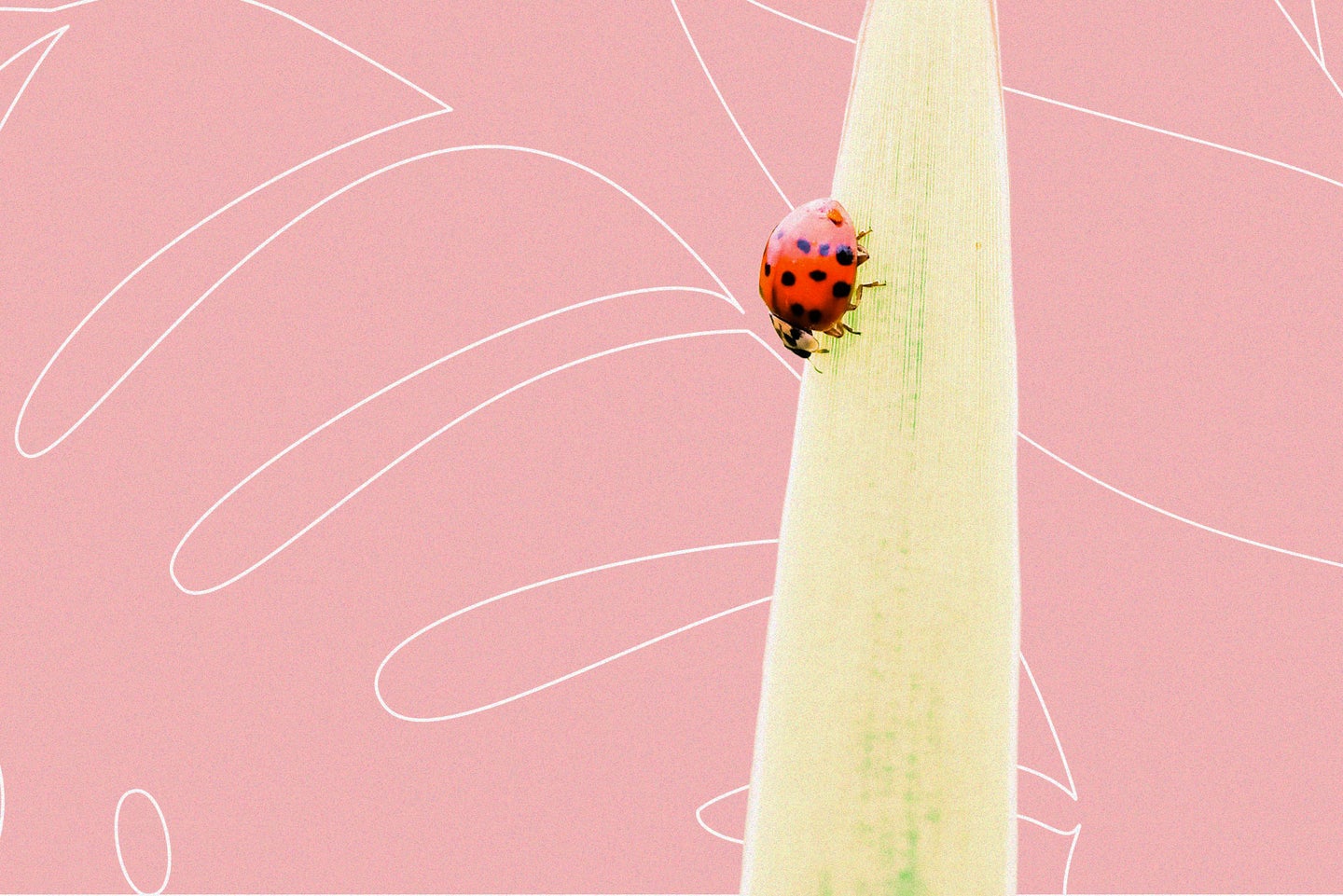 A ladybug on a leaf.