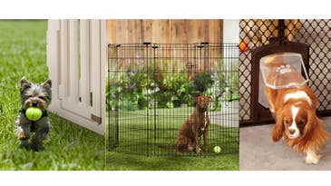 The best dog pens of 2024