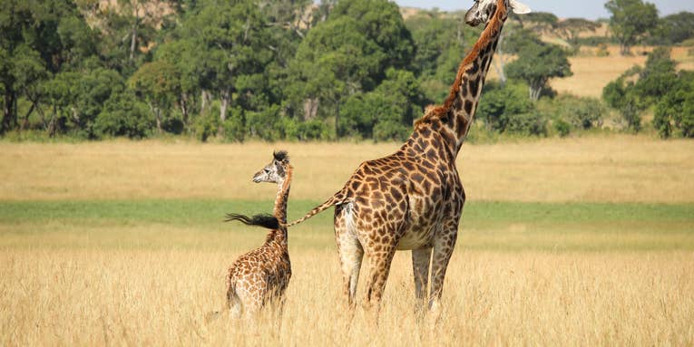 Giraffe grandmas help keep herds going