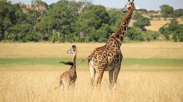 an adult giraffe stands in the grass with a young giraffe