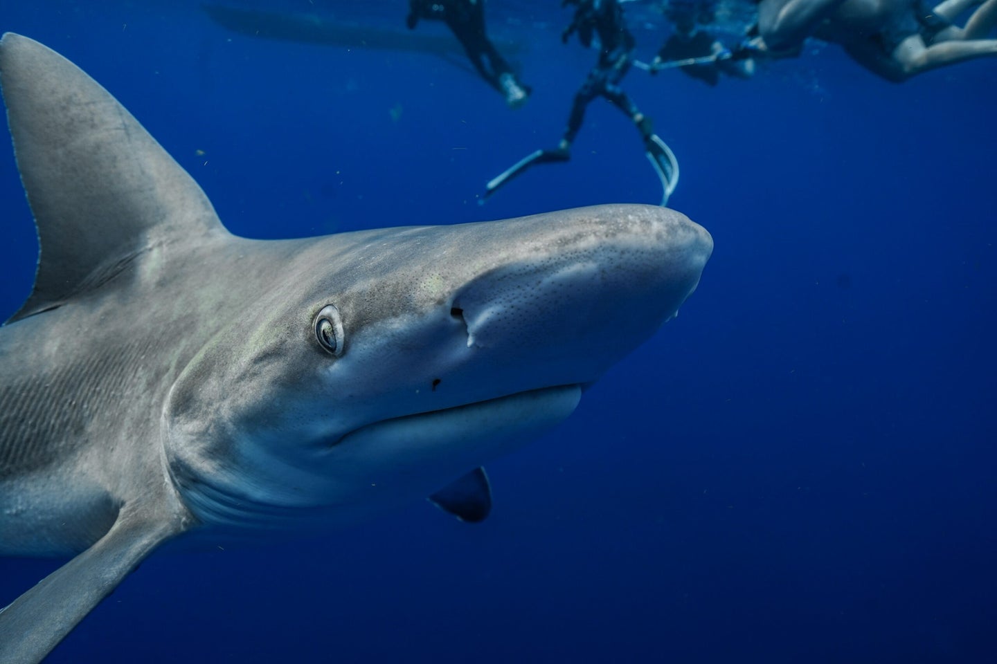 Sharks are worthy of protection—not so much fear. 