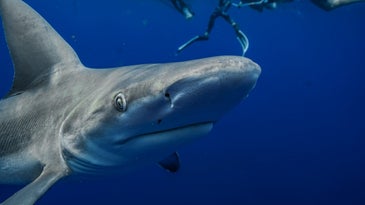 Shark Week may be hurting, not helping, its namesake creature