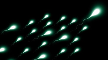 Pollution could be harming sperm around the world