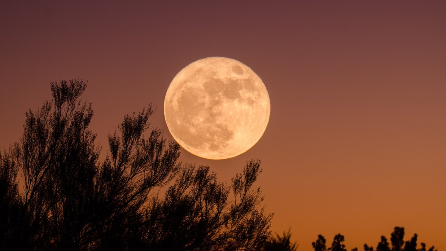 A full moon against an amber sky with foliage brush in the foreground.