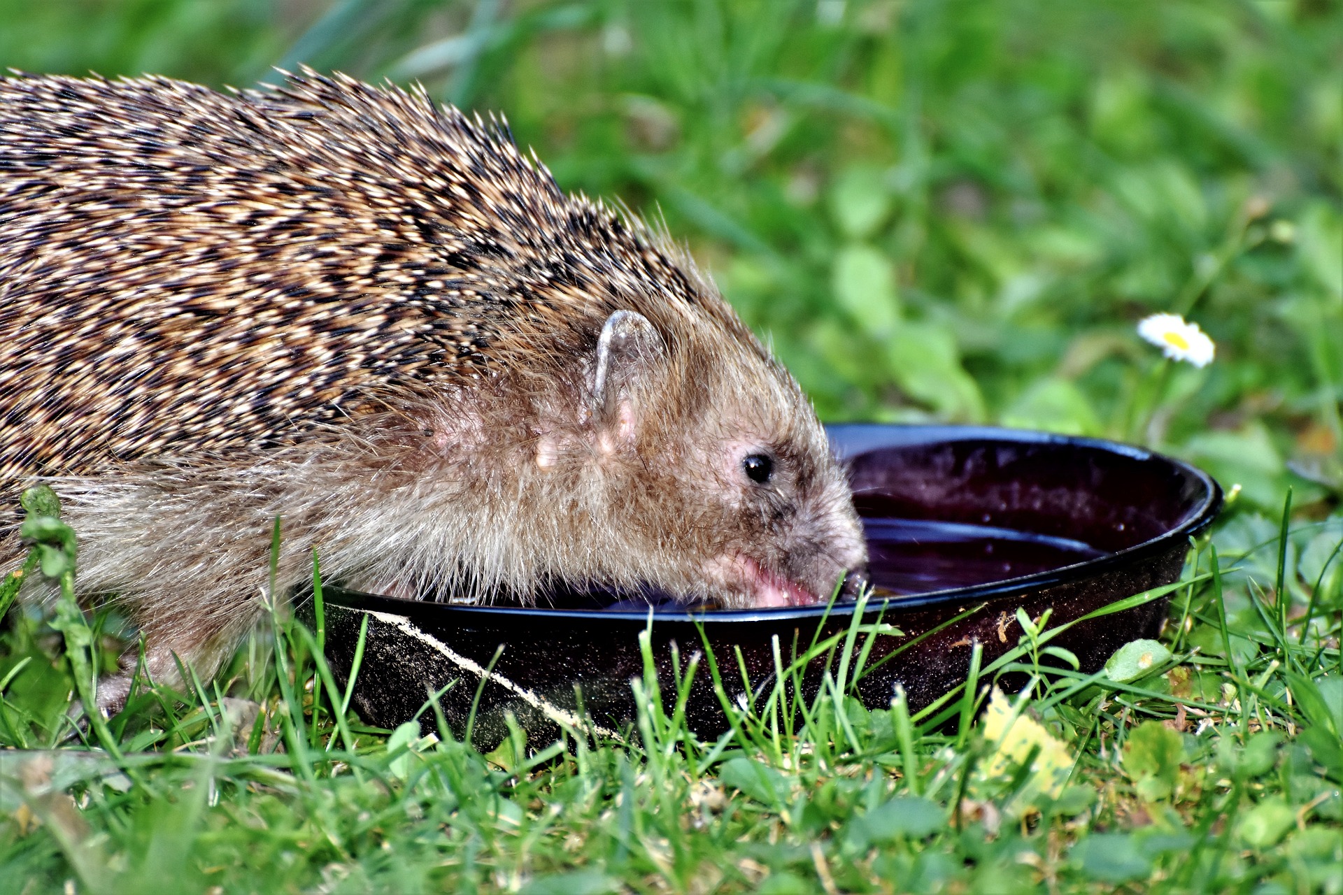 A hedgehog drinking water out of a bowl on some grass.